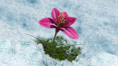 Spring%20flower